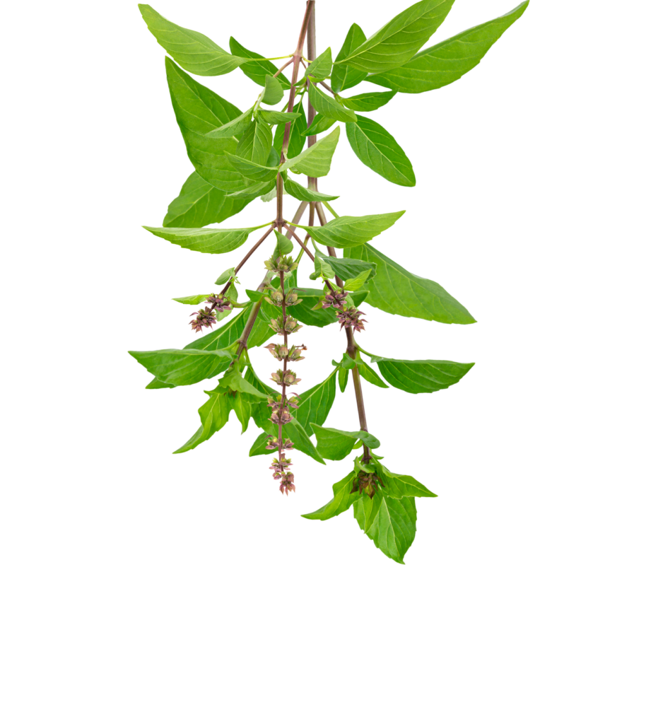 Herborist plant